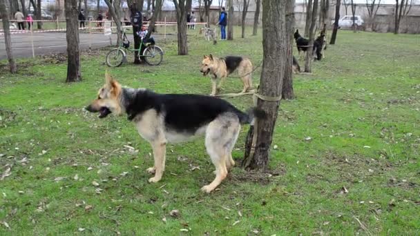 Σκύλοι Περιμένουν Για Παράσταση Μια Έκθεση Έκθεση Αναπαραγωγής Σκύλων Ουκρανία — Αρχείο Βίντεο