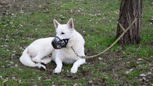 Dogs Waiting Performance Exhibition Breeding Exhibition Dogs Ukraine Berdyansk — Stock Video