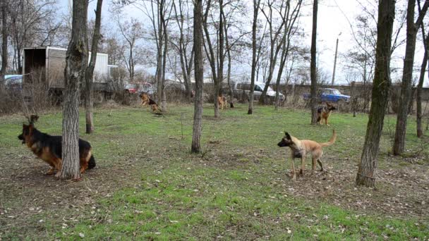 Psy Czekające Występ Wystawie Wystawa Hodowli Psów Ukraina Berdyansk — Wideo stockowe