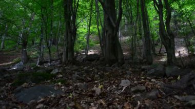 Yazın çekim. Dağlardaki ağaçlar