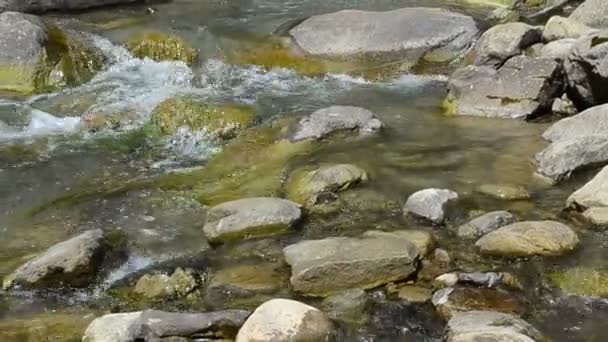 Mountain River Stones Current Mountain River — Stock Video