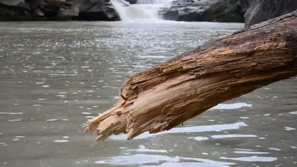 一棵松树的树干掉了下来 山区和河流 — 图库视频影像