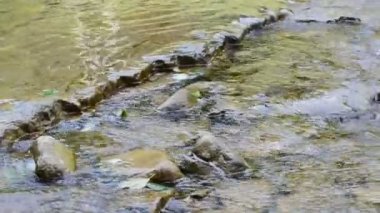 Dağ nehri. Yazın nehirde çekim yapmak.