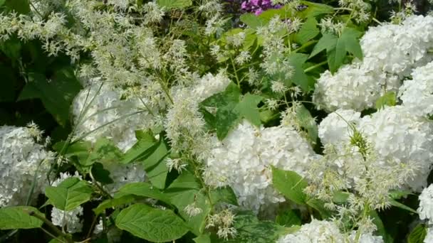 Flores Jardín Cerca Casa Verano Flores — Vídeos de Stock