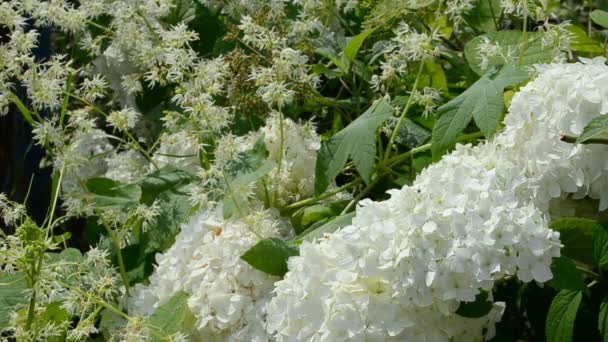 Blumen Einem Garten Der Nähe Des Hauses Sommer Und Blumen — Stockvideo