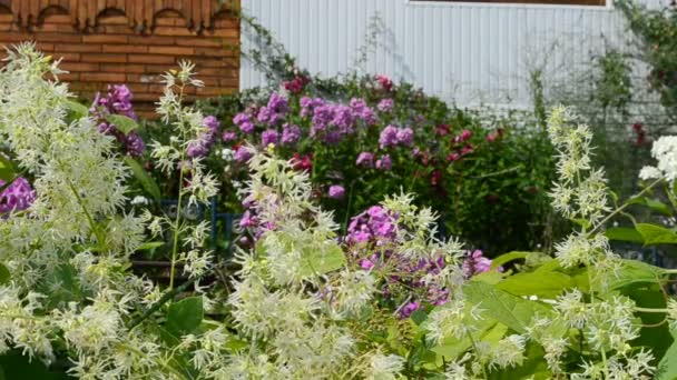 Λουλούδια Κήπο Λουλούδια Μπροστά Από Σπίτι Καλοκαίρι — Αρχείο Βίντεο