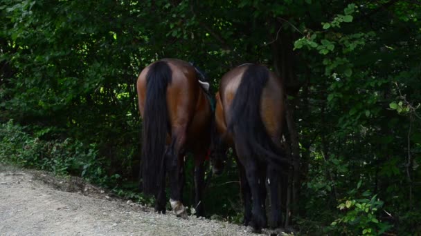 Paarden Het Bos Paarden Schieten Bergen — Stockvideo