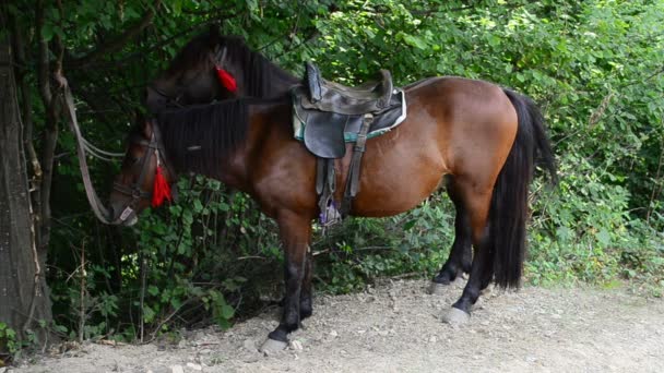 Caballos Disparando Las Montañas Caballos Bosque — Vídeos de Stock