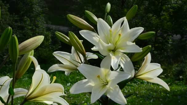 Blumen Einem Garten Blumen Vor Dem Haus Sommer — Stockvideo