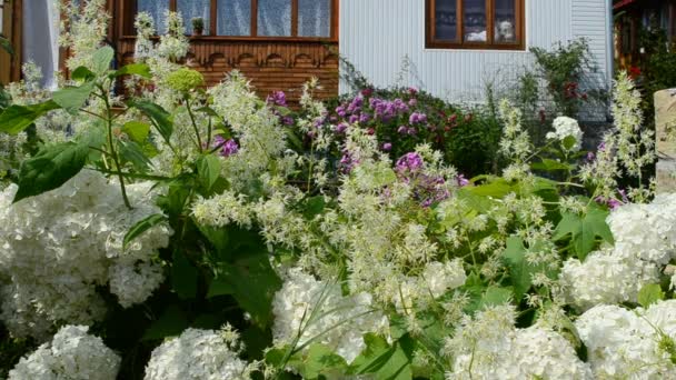 Цветы Перед Домом Лето Цветы Саду — стоковое видео