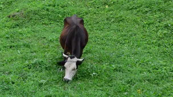 Bauernhof Und Kühe Kühe Auf Einem Bauernhof — Stockvideo