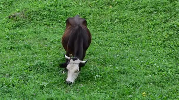 Ferme et vaches. Vaches dans une ferme 