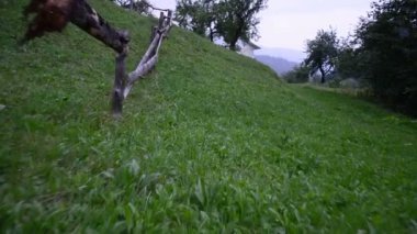 Ev ve çimenler. Ağır çekim. Yaz ve çimen.