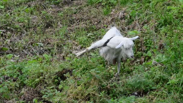 草の間でヤギ 白ヤギ — ストック動画
