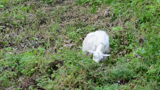 山間部での撮影 牧草地でヤギ — ストック動画
