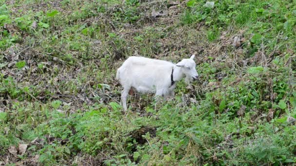 牧草地でヤギ 山間部での射撃 — ストック動画