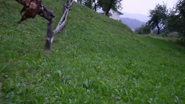 Mouvement sur une herbe. Tournage en montagne 