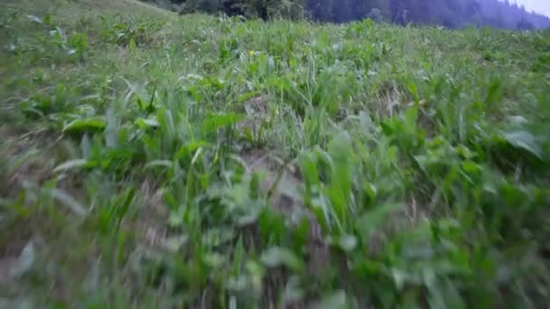 山の中の村 夏の草 — ストック動画