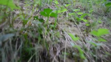 Dağlarda çekim yapmak. Çimenlerde hareket