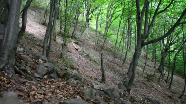 Montañas Pinos Piedras Pinos Movimiento Lento — Vídeos de Stock