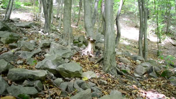 Piedras Pinos Cámara Lenta Montañas Pinos — Vídeos de Stock