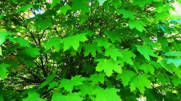Spring Leaves Tree Shooting Movement — Stock Video