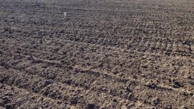 Tarla tarlası, sürülen toprağın vurulması..