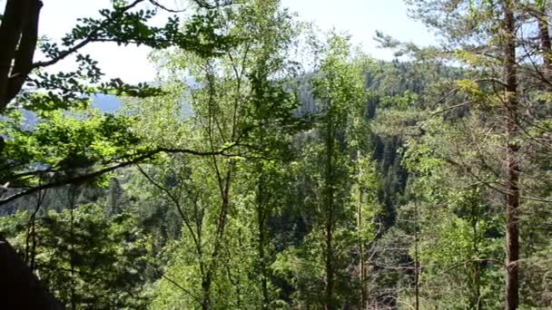 Bergwald Natur Des Gebirgswaldes — Stockvideo