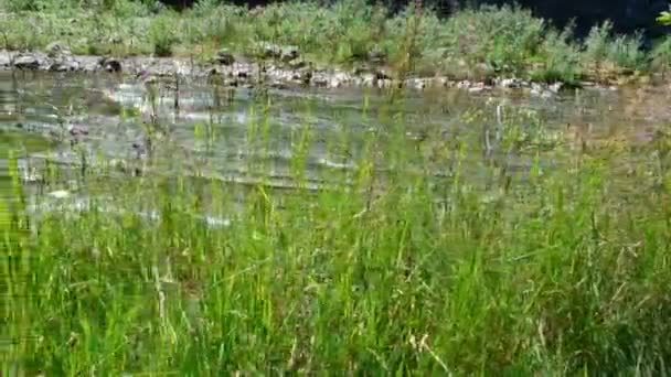 Gras Gegen Den Gebirgsfluss Naturlandschaft — Stockvideo