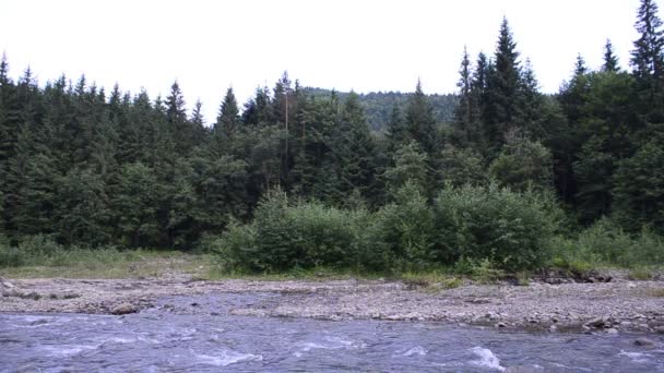 Tallar Och Bergsflod Stenar Vid Bergsflodens Kust — Stockvideo