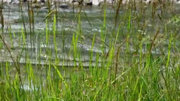 Naturlandschaft Gras Gegen Den Gebirgsfluss — Stockvideo