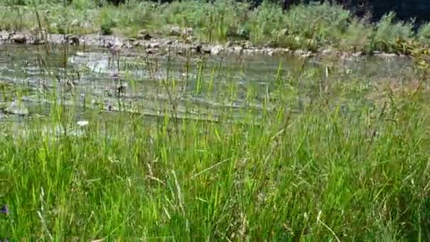 Herbe contre la rivière de montagne. Paysage naturel 