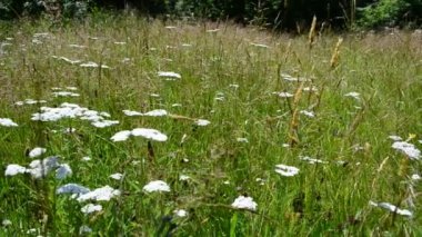 Dağlarda çiçekler. Dağlar ve çiçekler