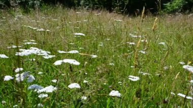 Dağlarda çekim yapan yabani çiçekler. Yazın çekim.
