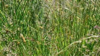 Çimenler tarlada. Çimen ve çiçekler