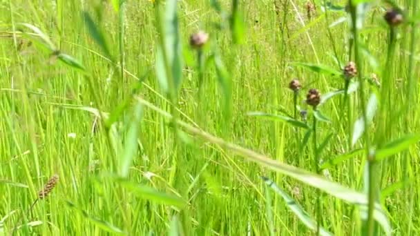 Hoog Gras Groen Gras — Stockvideo