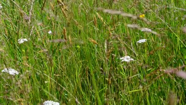 Dreharbeiten Sommer Wilde Blumen Schießen Den Bergen — Stockvideo