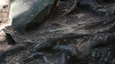 Ağaç kökleri. Dağdaki ağaç kökleri