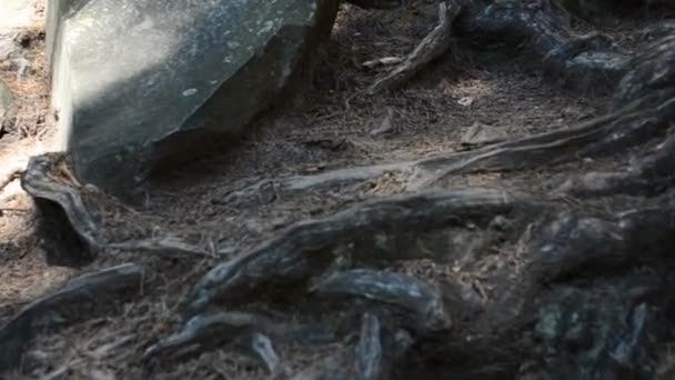 Racines d'arbres. Racines d'arbres sur la montagne 