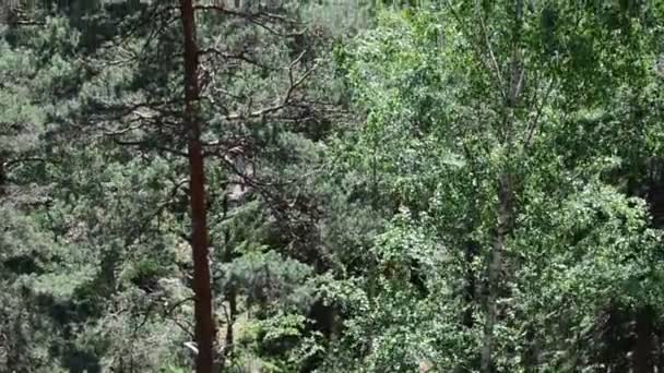 Bosque Las Montañas Tiro Verano — Vídeos de Stock