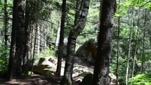 Spuren Den Bergen Schießen Wald — Stockvideo