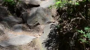 Yüksel dağa. Ağaçların kökleri taşların arasında