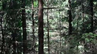 Dağlardaki çam ağaçları. Çamlar gökyüzüne karşı