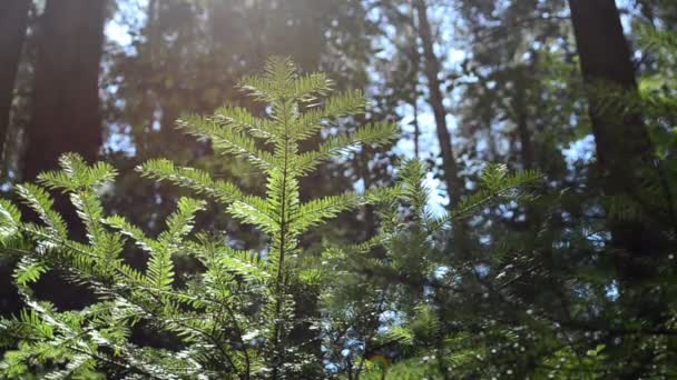 Kiefern Und Tannen Sonnenlicht Die Natur Wald — Stockvideo