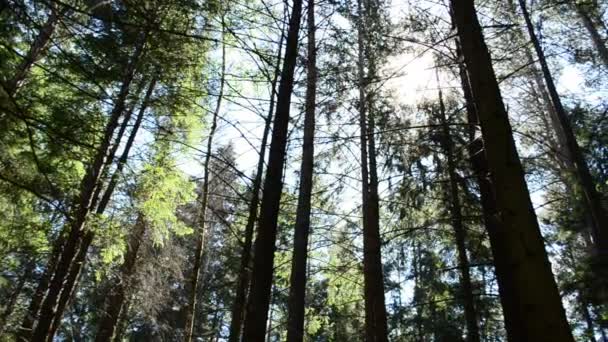 Pinos Altos Tiro Verano — Vídeos de Stock