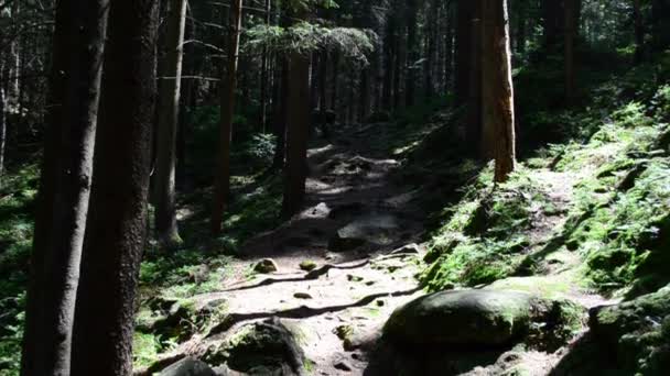 Schießen Wald Dreharbeiten Sommer — Stockvideo