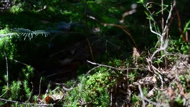 Schießen Wald Bäume Und Moose — Stockvideo