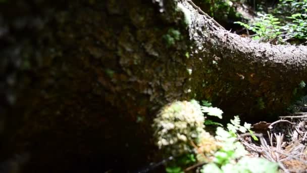 松や苔 松とシダ — ストック動画