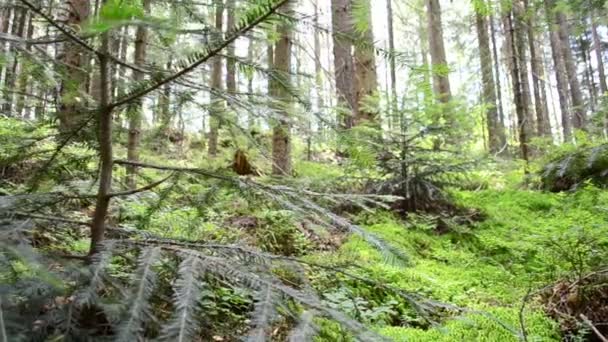 Det Mycket Skog Tallskog Bakgrund Från Tallar — Stockvideo