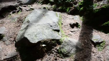 Dağlardaki yol. Taşlar ve çam ağaçları